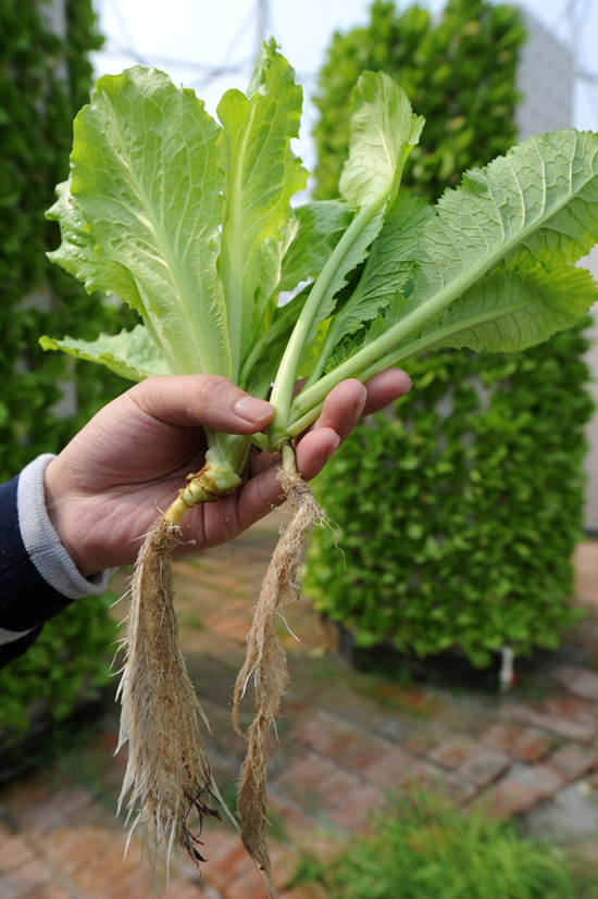 3月22日，叶凯峰在展示刚刚从“柱子”上摘下的蔬菜，蔬菜的根部没有任何土壤。